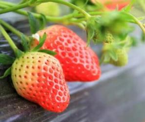 体验采摘之乐——明秀生态蔬果采摘草莓