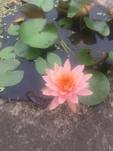 池塘中的花朵
